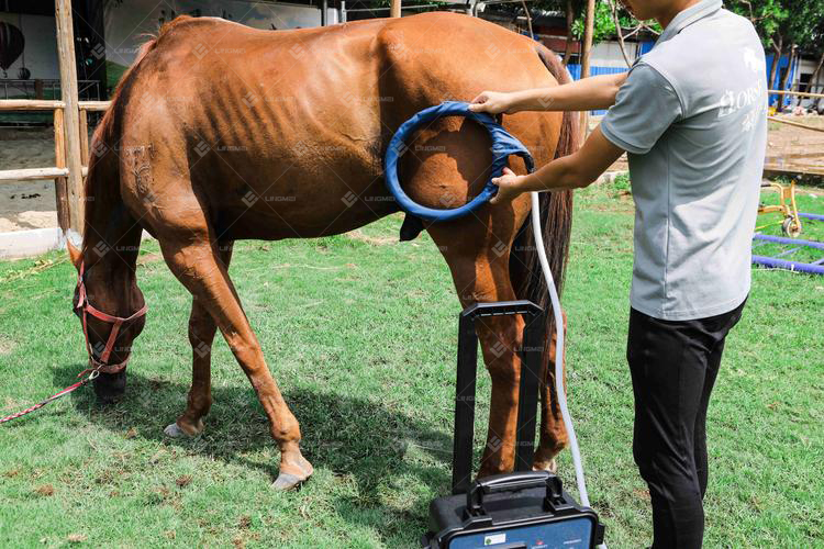 M6L pmst loop horse 9