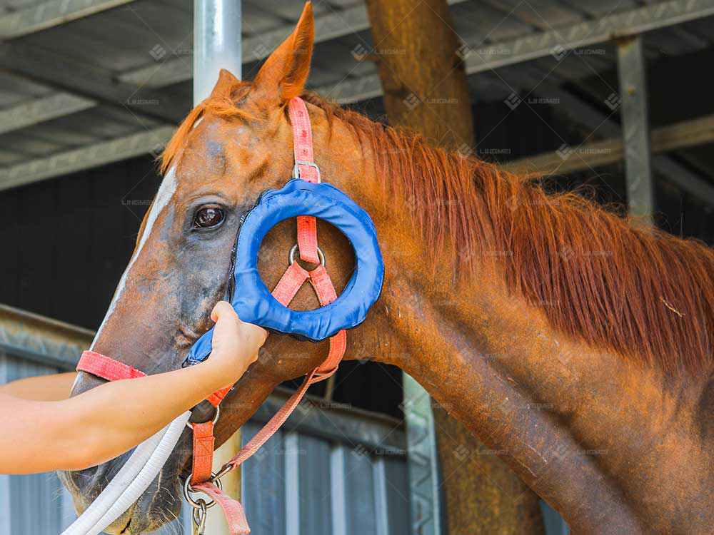 M6L pmst loop horse B