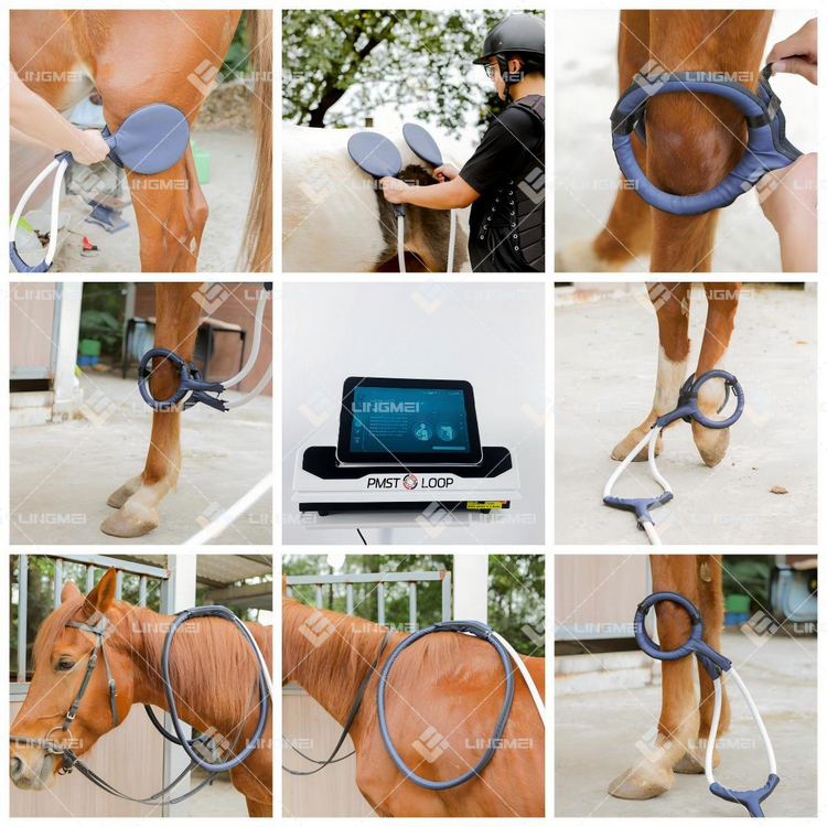 M6M pmst loop pro max L pmft